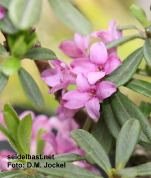 Daphne x medfordensis Puzka blossoms 39 Medford Seidelbast 39