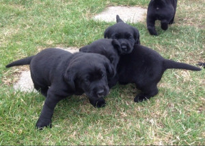 black labrador puppies for adoption