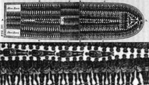 diagram of the deck of a slave ship. Tiny black human figures are ...