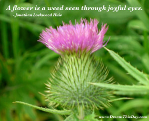 flower is a weed seen through joyful eyes.