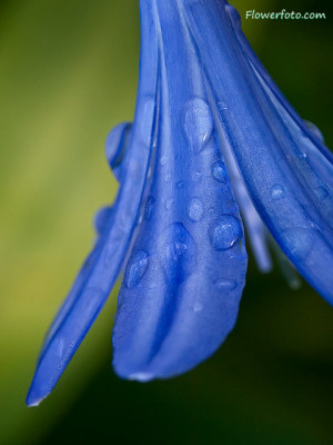Blue Jasmine Flower Flowers