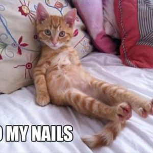 Funny Quotes about Nails