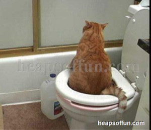 Cats pooping toilet trained
