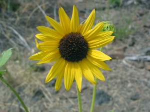 Mon Sunflower Helianthus...