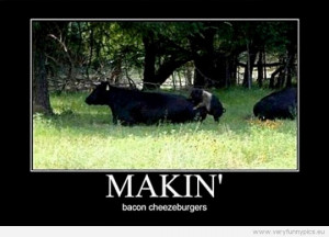 Funny Pictures | demotivational animals | Makin bacon cheezeburgers