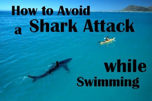 How to Avoid a Shark Attack While Swimming