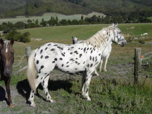 Download All Breeds Wallpaper Appaloosa Horse Lovers picture