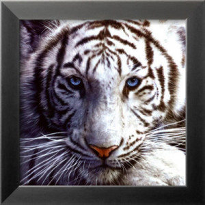 White Tiger Bengal Art