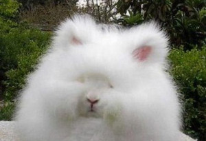 Hairy Funny Rabbit