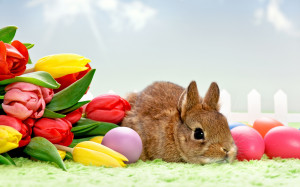 File Name : Easter Bunny HD Wallpaper