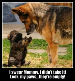 cute german shepard puppy and his mother cute german shepard puppy and ...