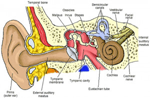 inner ear Images and Graphics