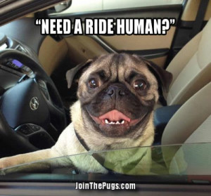 Pug joy ride - Join the Pugs