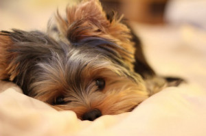 Yorkie obsession. How cute?