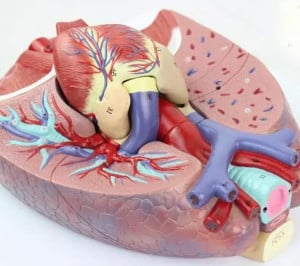 GD/A13012 Larynx, Heart and Lung model