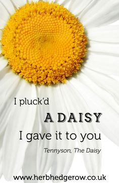 pluck'd a Daisy I gave it to you ~ Tennyson - The Daisy #herb # ...