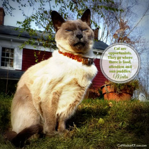 Cat Wisdom 101 | Caturday Friends and Purrs Needed