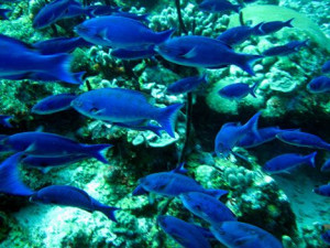 Quote of the Day: Tim McClanahan on Fish and Coral Reef Conservation