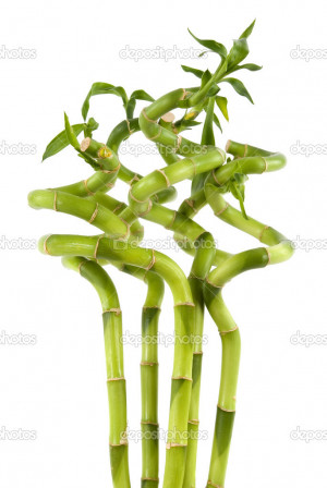 Growing Indoor Lucky Bamboo Plants Gallery Photos Images Home