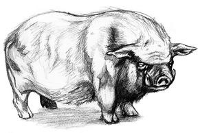 Old Major- A wise, old, pig who was well respected.