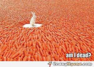 Bunny Heaven Funny Pictures Quotes Photos Pics Images Free Picture