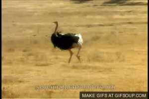 Tags Angry Ostrich Chases Jeep