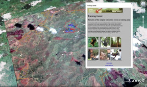 orangutan survival google earth outreach grantee the borneo orangutan ...