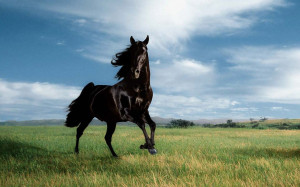 ... black wild horse high resolution wallpaper black wild horse in the