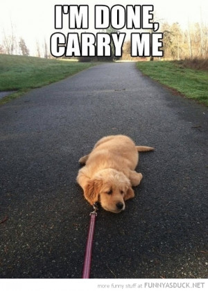 dog lying down path animal leash tired carry me funny pics pictures ...