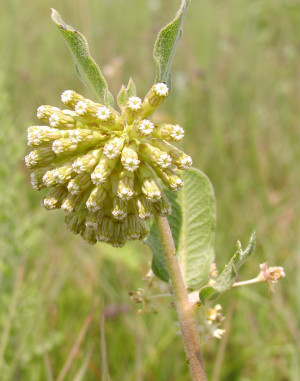 Milkweed Spinelli Quotes