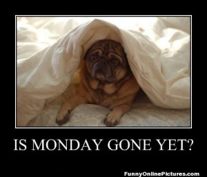 ... if you feel the very same way as this pug dog… Is Monday Gone yet