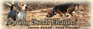 Hunting Beagles For Sale In Ky