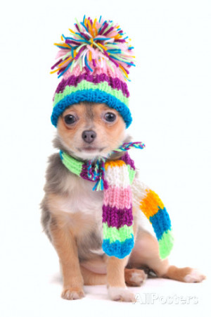 Chihuahua Puppy With Boots And Scarf Isolated White Background