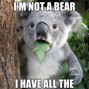 Funny Quotes about koala Bears