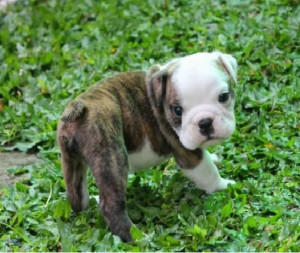 Cute Puppy Pictures Bulldog