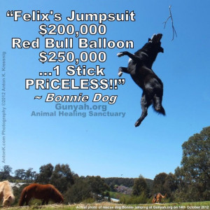 Jumping Bonnie makes a world record jump attempt at Gunyah.org Animal ...