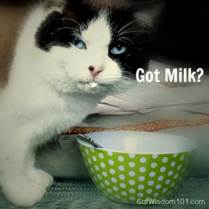 got-milk-humor-cat-cat-wisdom-101-quote-510x510.png