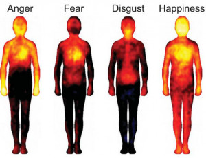 Four basic emotions: anger, fear, disgust and happiness, and where ...