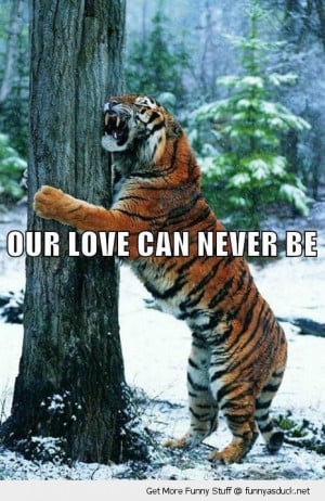 love can never be tiger hugging tree animal forest snow funny pics ...