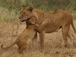 Lion-Mother-and-Cub-Reunion.jpg