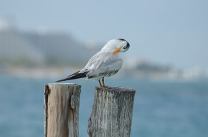 free bird seagull beach sky