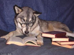 筋疲力尽的狗狗:这只戴眼镜的猎狗已经钻研了几本教 ...