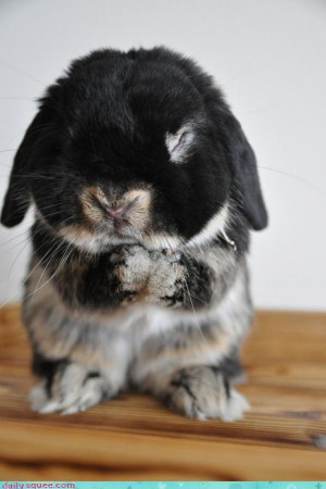 baby, black, bunny, cute, fluffy, nose, pray, rabbit, squee