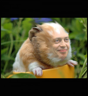 Related Pictures videos steve buscemi works the creepy on saturday ...