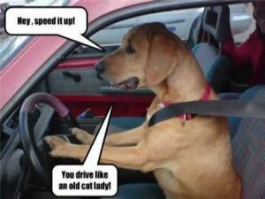 Funny Animals Driving New Photos 2012