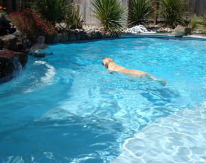 Here are some of our favorite pictures and videos of pets in the pool.