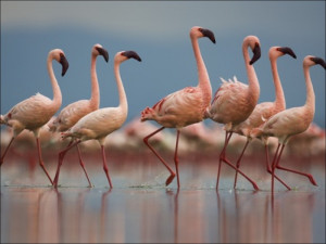 Pink Flamingos in Water