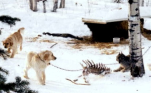 Sorry about the poor quality of the photo. This was taken over thirty ...