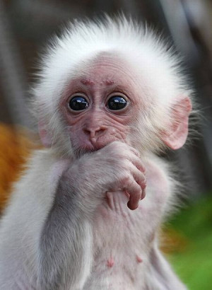 These funny baby animals (40 pics)