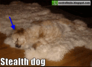 Tags:dangerous,Dog,surprises,Wake Up Quotes